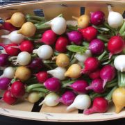 Légumes de Printemps - barquette de radis