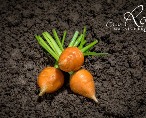 Mini carotte toupie