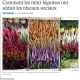 Article de Maria Izapango dans Madame Figaro, le 24 septembre 2020 : Comment les mini légumes ont séduit les réseaux sociaux ?