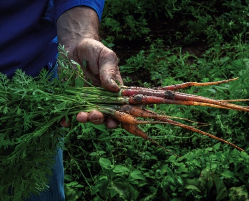 Mini-carottes du jardin d'Eric Roy récoltées à la main
